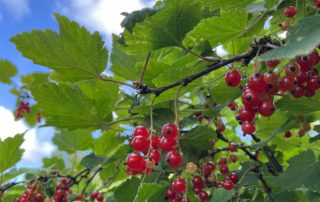 Röda vinbär hänger från grenar med gröna löv mot en blå himmel, spridda moln som speglar Överkalixbostäders fridfulla landskap.