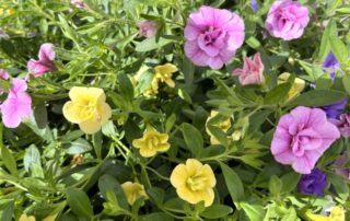 Kluster av livfulla gula och rosa sommarblommor bland gröna blad utomhus, med fler blommor och bladverk synliga i den suddiga bakgrunden.